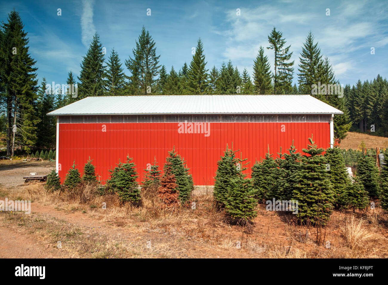 christmas tree farms stock photos christmas tree farms christmas tree farms stock photos christmas tree farms