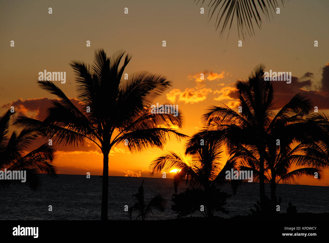 palm trees palm family stock photos palm trees palm christmas trail plant city