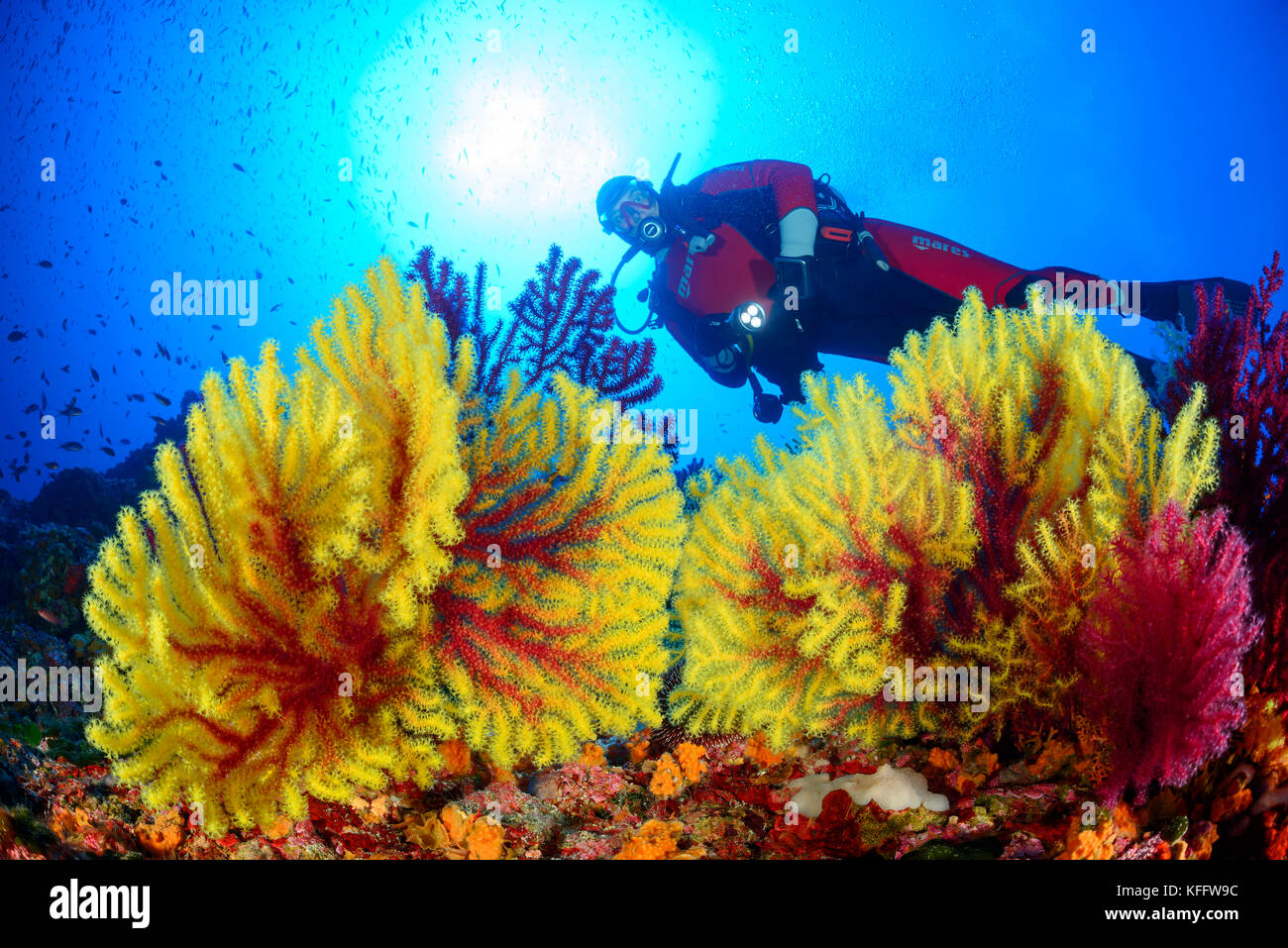 Violescent Sea Whip Paramuricea Clavata Coral Reef And Scuba Diver