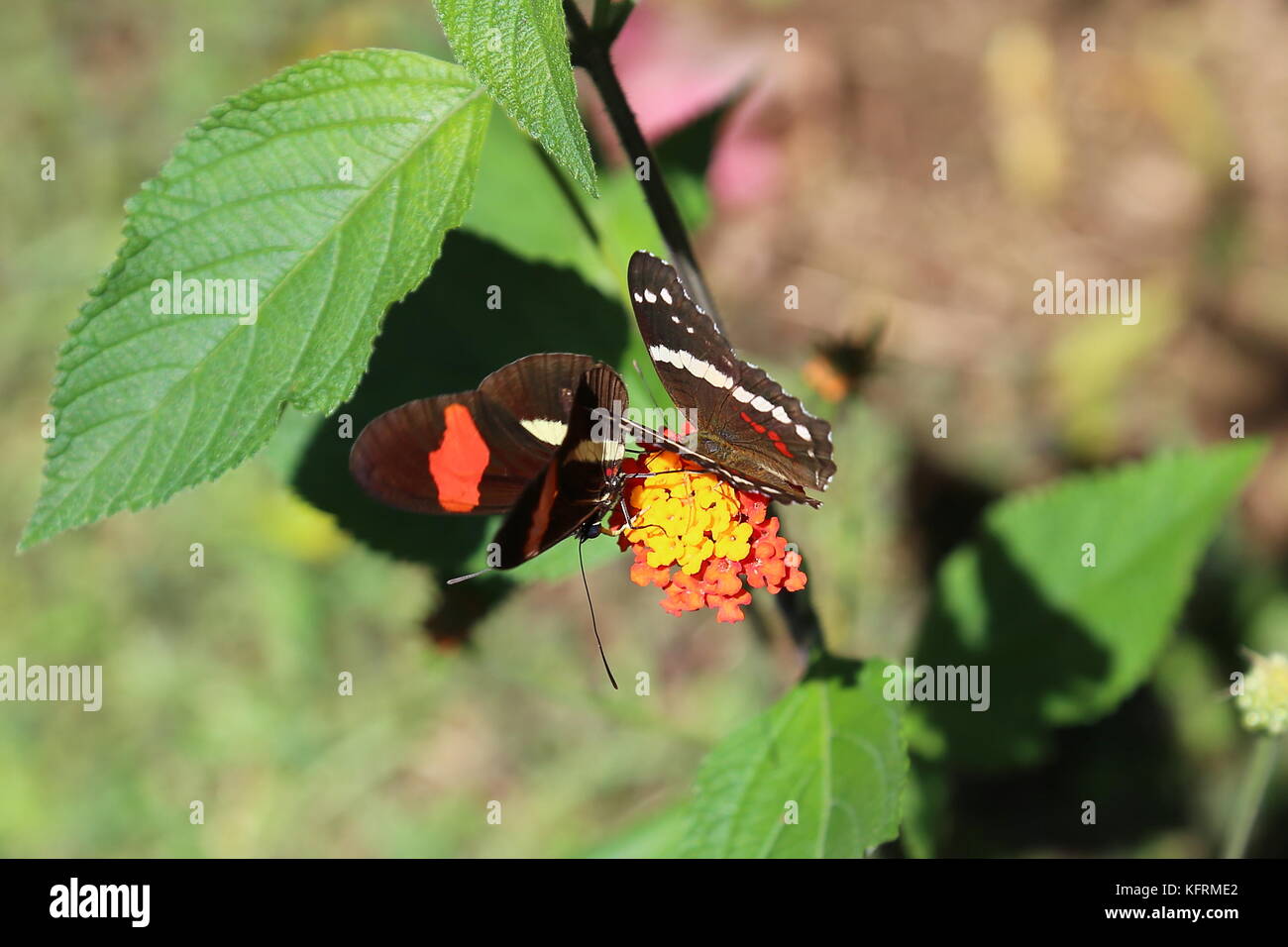 Small Postman Heliconius Erato And Banded Peacock Anartia Fatima