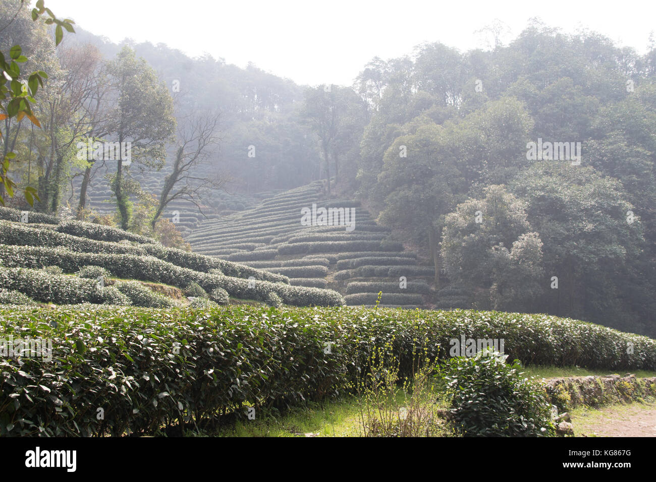 Longjing Dragon Well Tea Fields On Hillside In Longjing Village