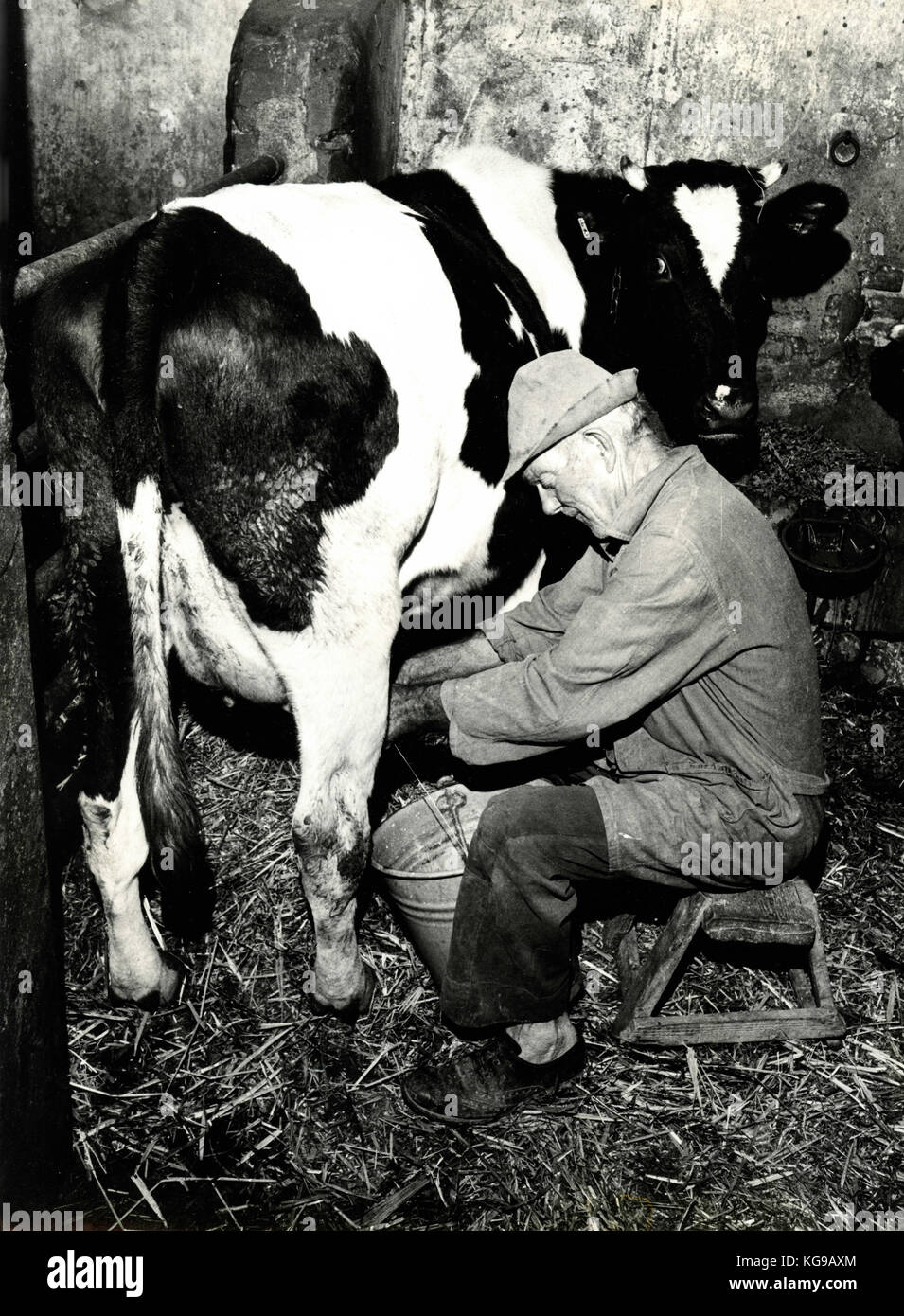 Milking Cow 1950s Stock Photos & Milking Cow 1950s Stock Images Alamy