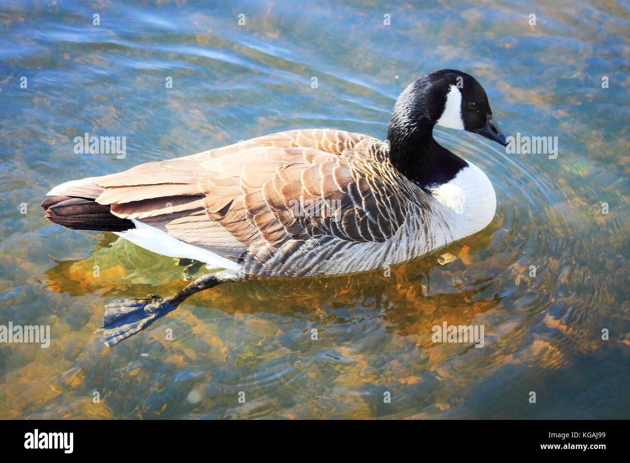 buy canada goose nz buy canada goose nz