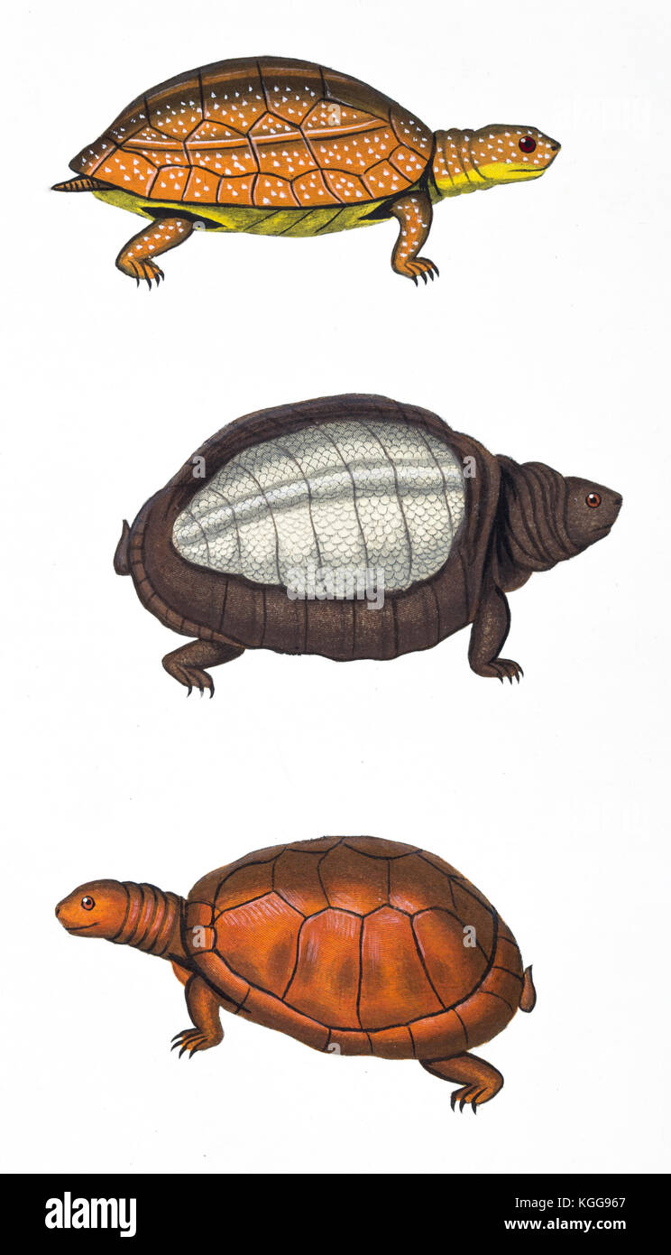 Is a turtle an amphibian, a reptilian or something Is a turtle an amphibian, a reptilian or something