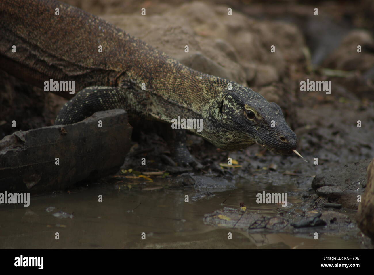 komodo national park in east nusa All reviewscruise shippink beachwatering holelabuan bajothe dragonwild boar water holepark rangershort trekprivate tourmating seasonlong walkonce in a. komodo national park in east nusa All reviewscruise shippink beachwatering holelabuan bajothe dragonwild boar water holepark rangershort trekprivate tourmating seasonlong walkonce in a.