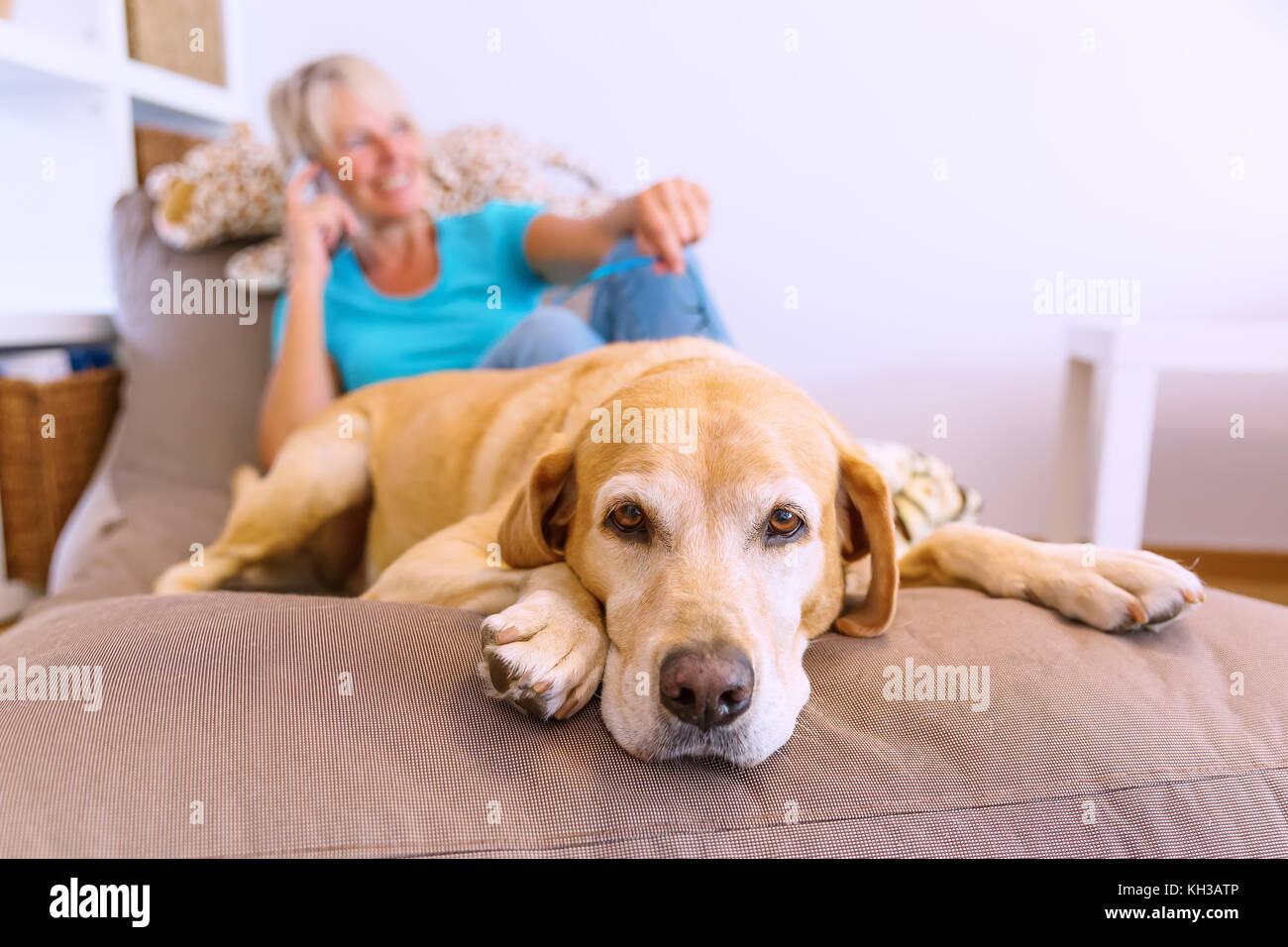 mature pet furniture Mature pet furniture