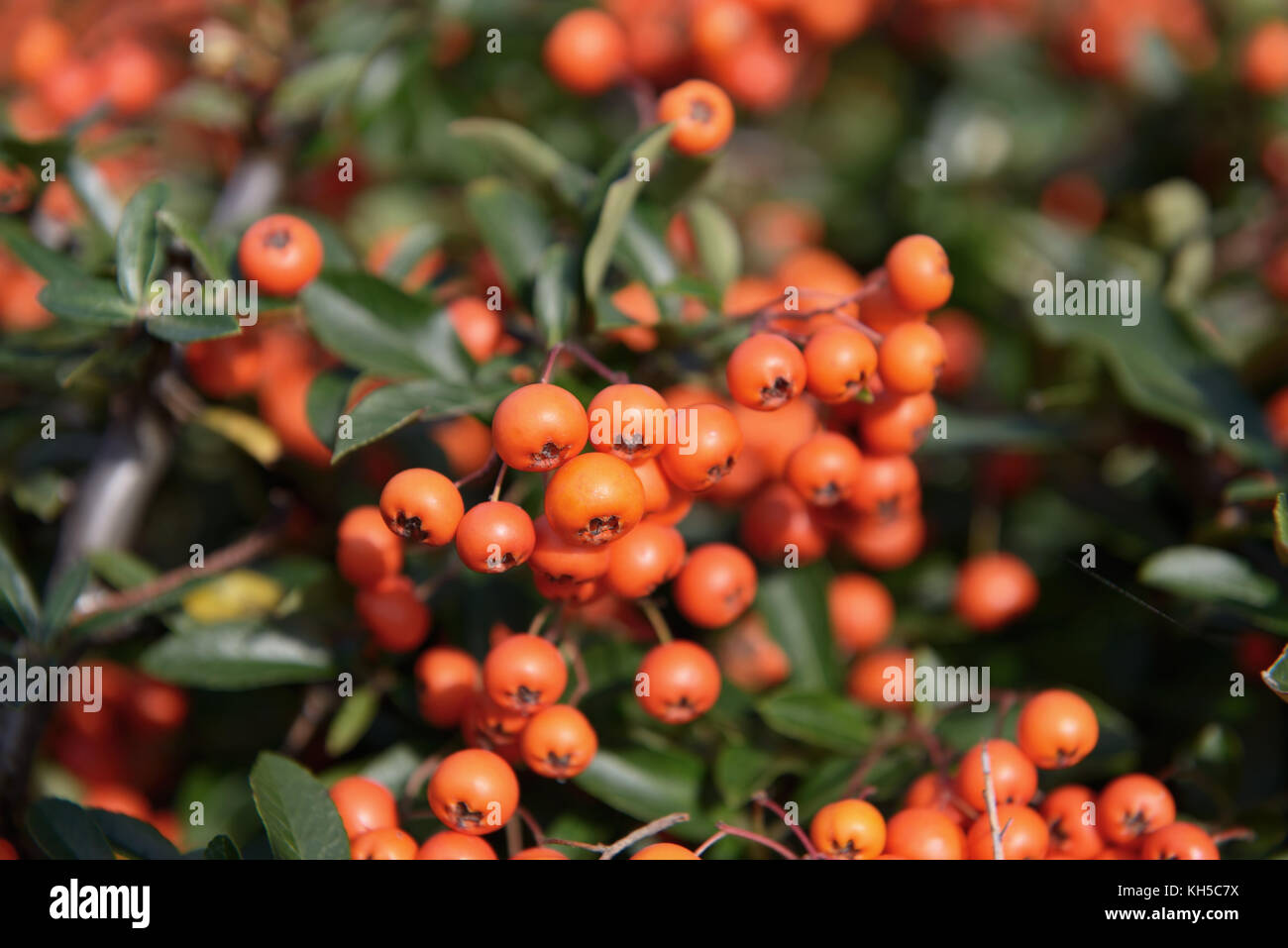 Cotoneaster Branch With Red Berries In Autumn Stock Photo Alamy