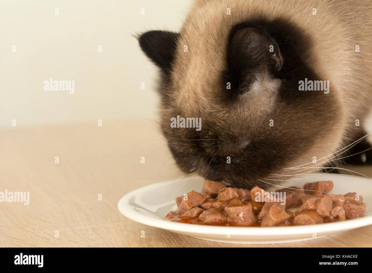 Closeup Of Cat Eating Food From A Plate Persian Shorthair Cat
