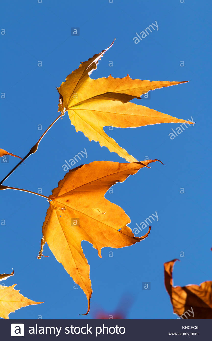 arizona-sycamore-platanus-wrightii-leaves-turning-in-fall-arizona-KHCFC6.jpg
