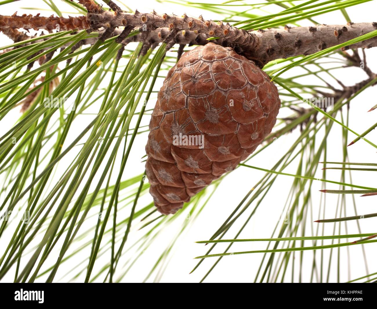 pine level black singles The pineapple (ananas comosus) is meaning pine of the indians fungal heart rot, root rot, black rot, butt rot, fruitlet core rot. pine level black singles The pineapple (ananas comosus) is meaning pine of the indians fungal heart rot, root rot, black rot, butt rot, fruitlet core rot.