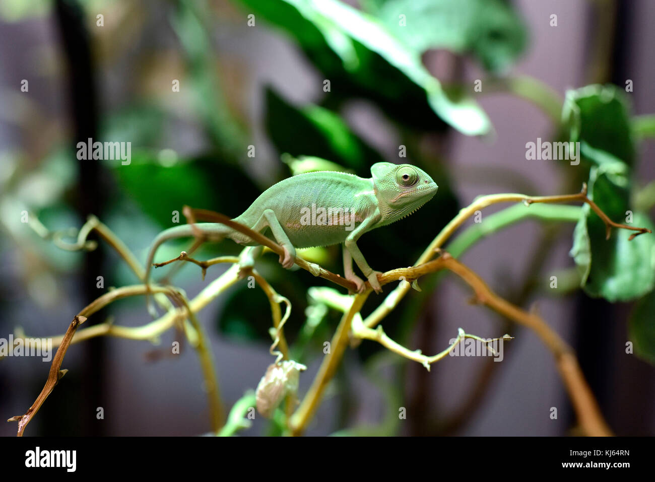 Reptiles Vivarium Stock Photos & Reptiles Vivarium Stock ...