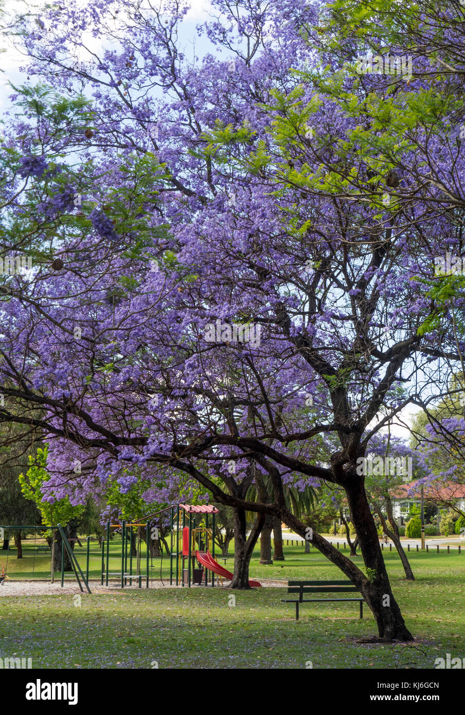 Jacaranda Tree Hi Res Stock Photography And Images Alamy