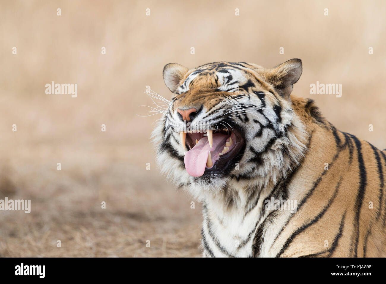 asian bengal tiger coach bangs teen gymnast