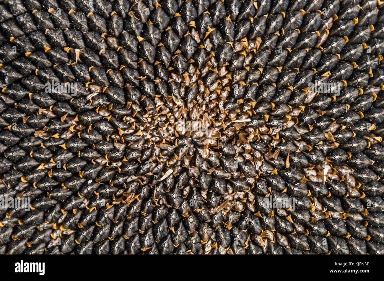 untreated black sunflower seeds black sunflower seeds stock photos black sunflower seeds stock images alamy untreated black sunflower seeds black sunflower seeds stock photos black sunflower seeds stock images alamy