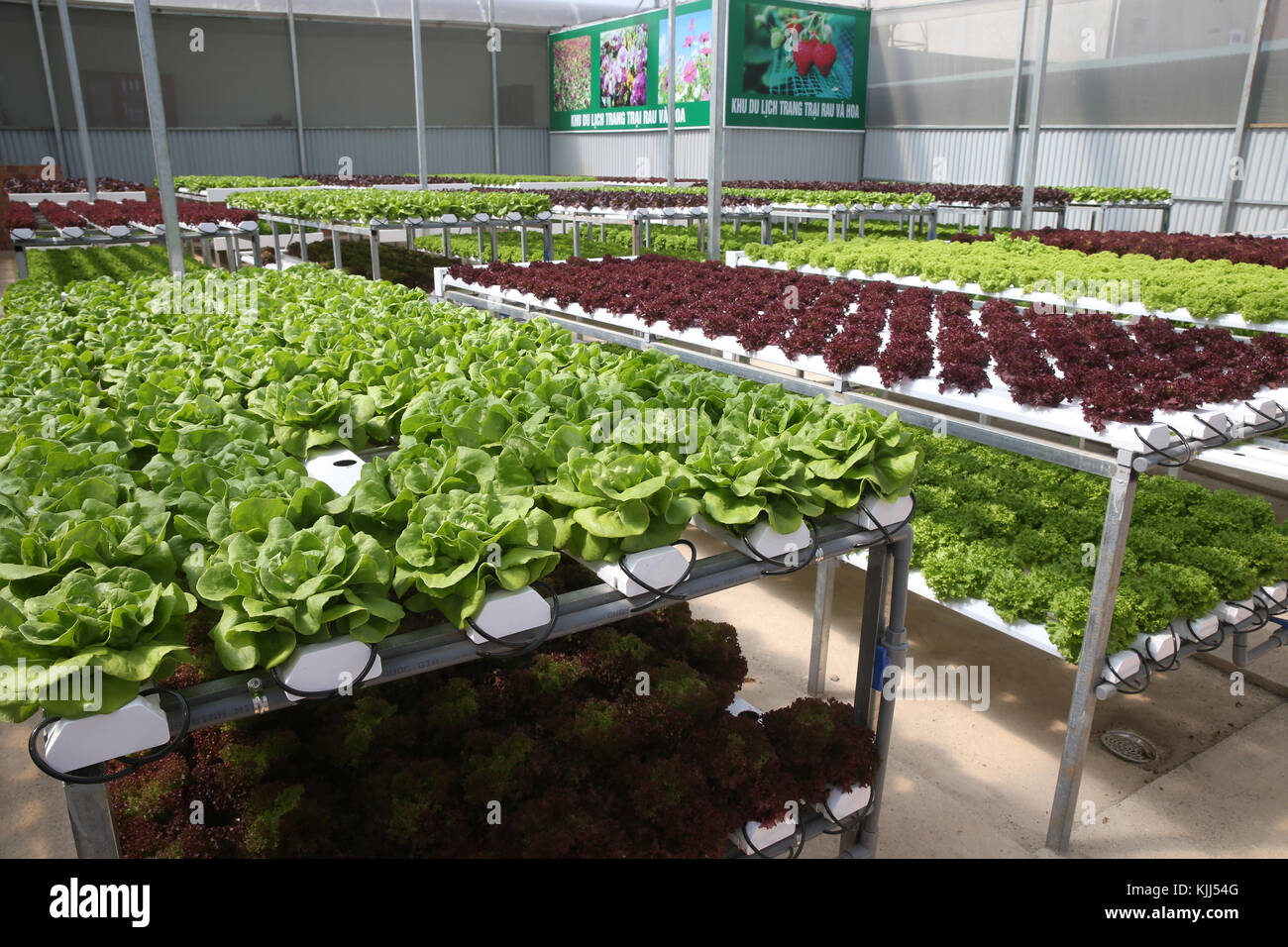 Organic Hydroponic Vegetable Farm Stock Photos &amp; Organic ...