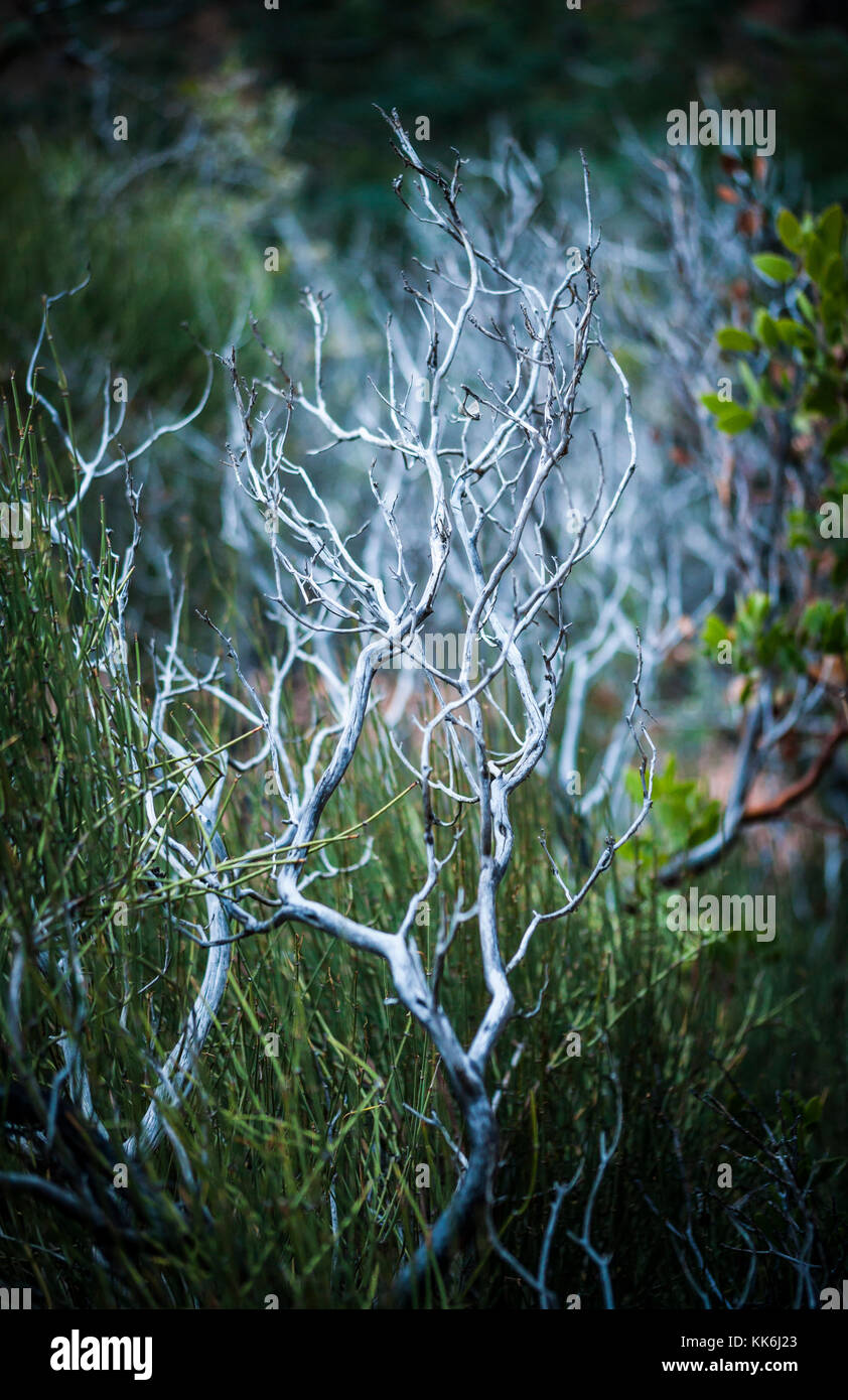 Ephedra essay picture