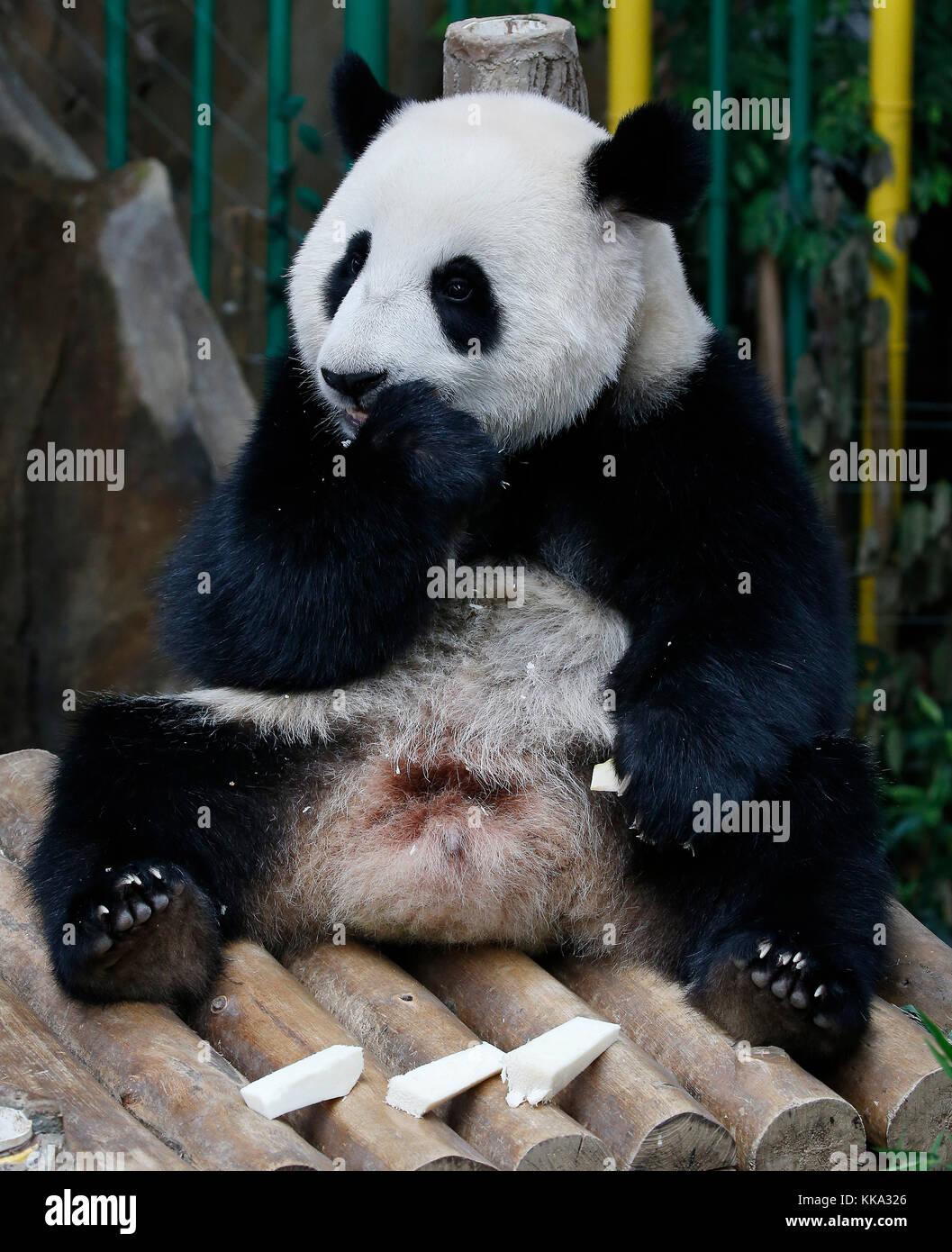 Nuan Nuan Means Warmth The First Malaysian Born Panda Cub Is Sitting