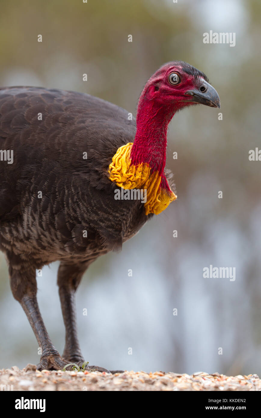Turkey Wattle Stock Photos & Turkey Wattle Stock Images Alamy