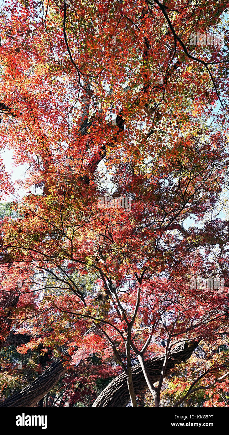 japanese maple canopy stock photos japanese maple canopy japanese maple canopy stock photos japanese maple canopy