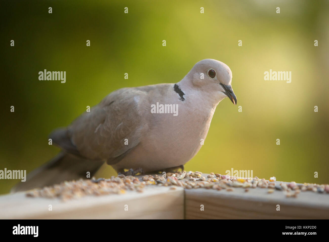 bird seed for mourning doves
