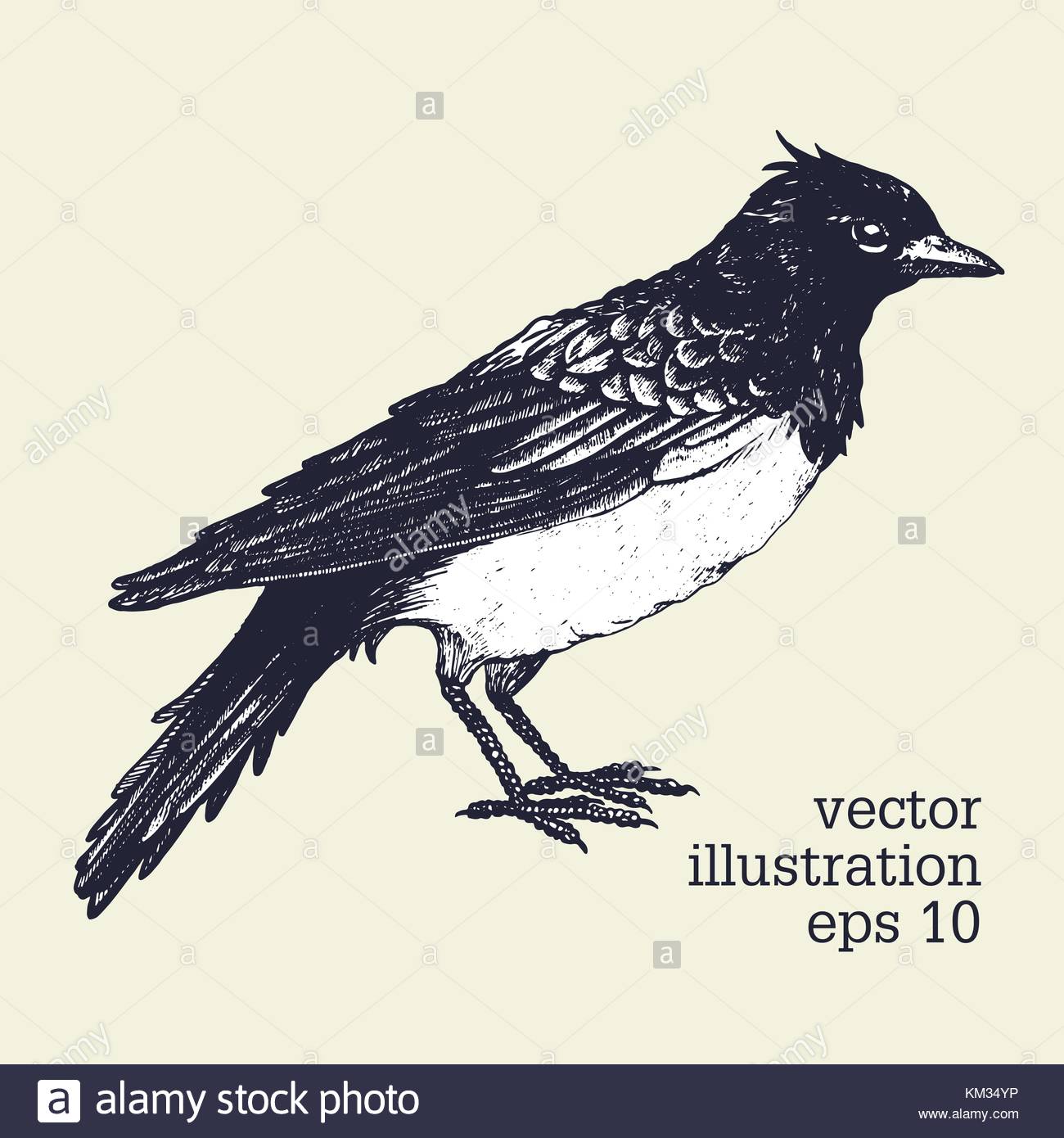 Vector Graphic Illustration Of Bird Skylark Hand Drawn Illistration Retro Style