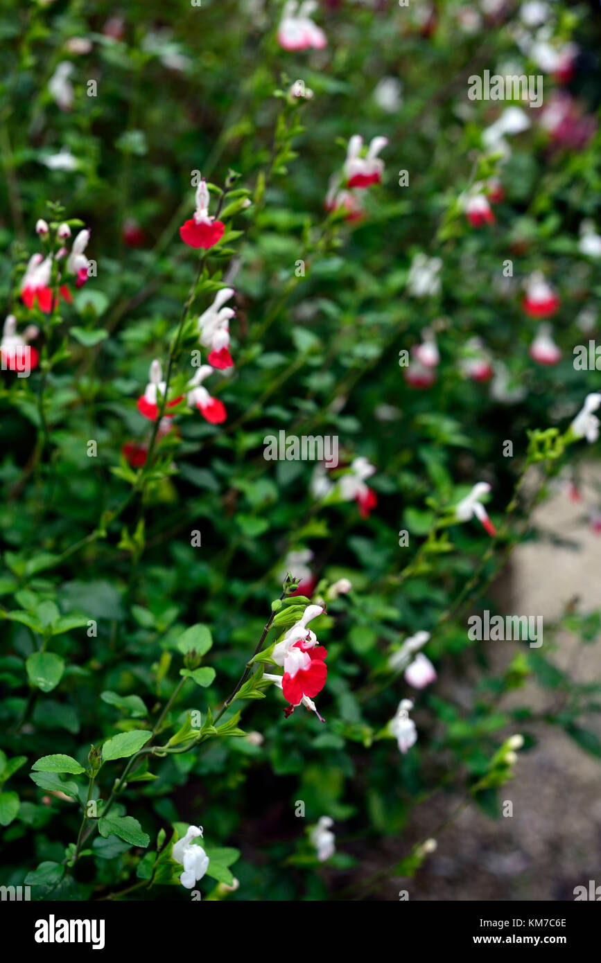Salvia Microphylla Hot Lips Sage Sages Salvias Red White Scented Foliage Rm Floral Stock Photo