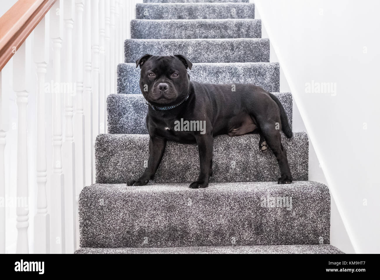 Grey Carpet Stock Photos & Grey Carpet Stock Images - Alamy Grey Carpet Stock Photos & Grey Carpet Stock Images - Alamy
