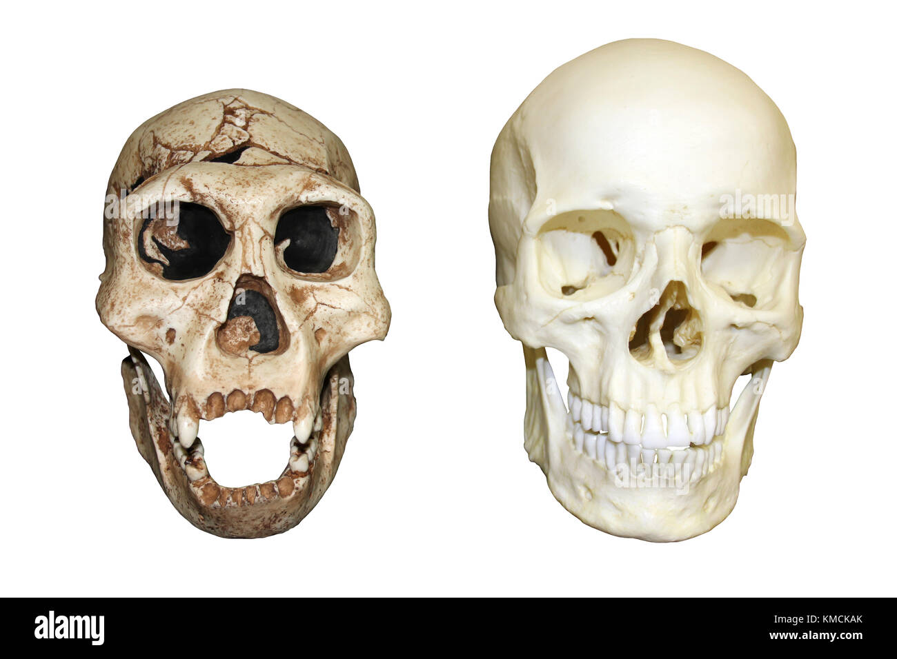 Facial appearences of ngandong skulls Pussy lick and squirt