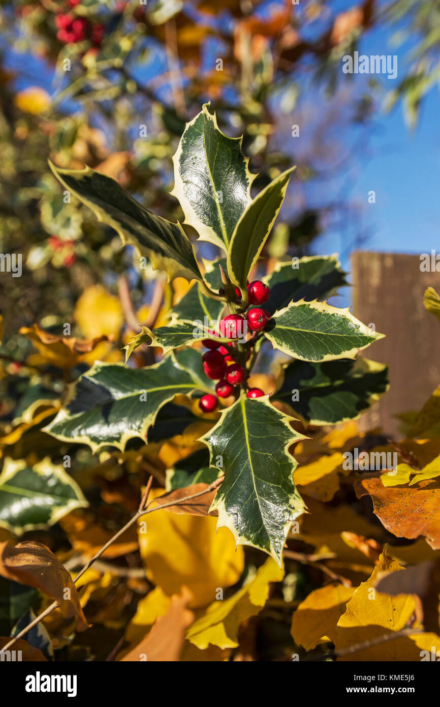 Dioecious Shrub Stock Photos & Dioecious Shrub Stock Images Alamy