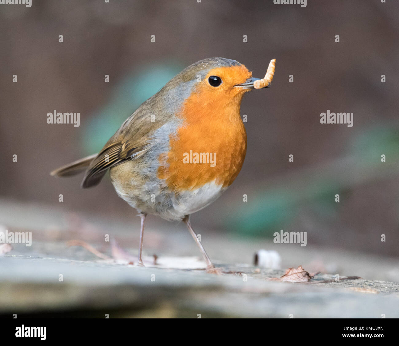 european robin erithacus rubecula flying stock photos european robin erithacus rubecula flying stock photos