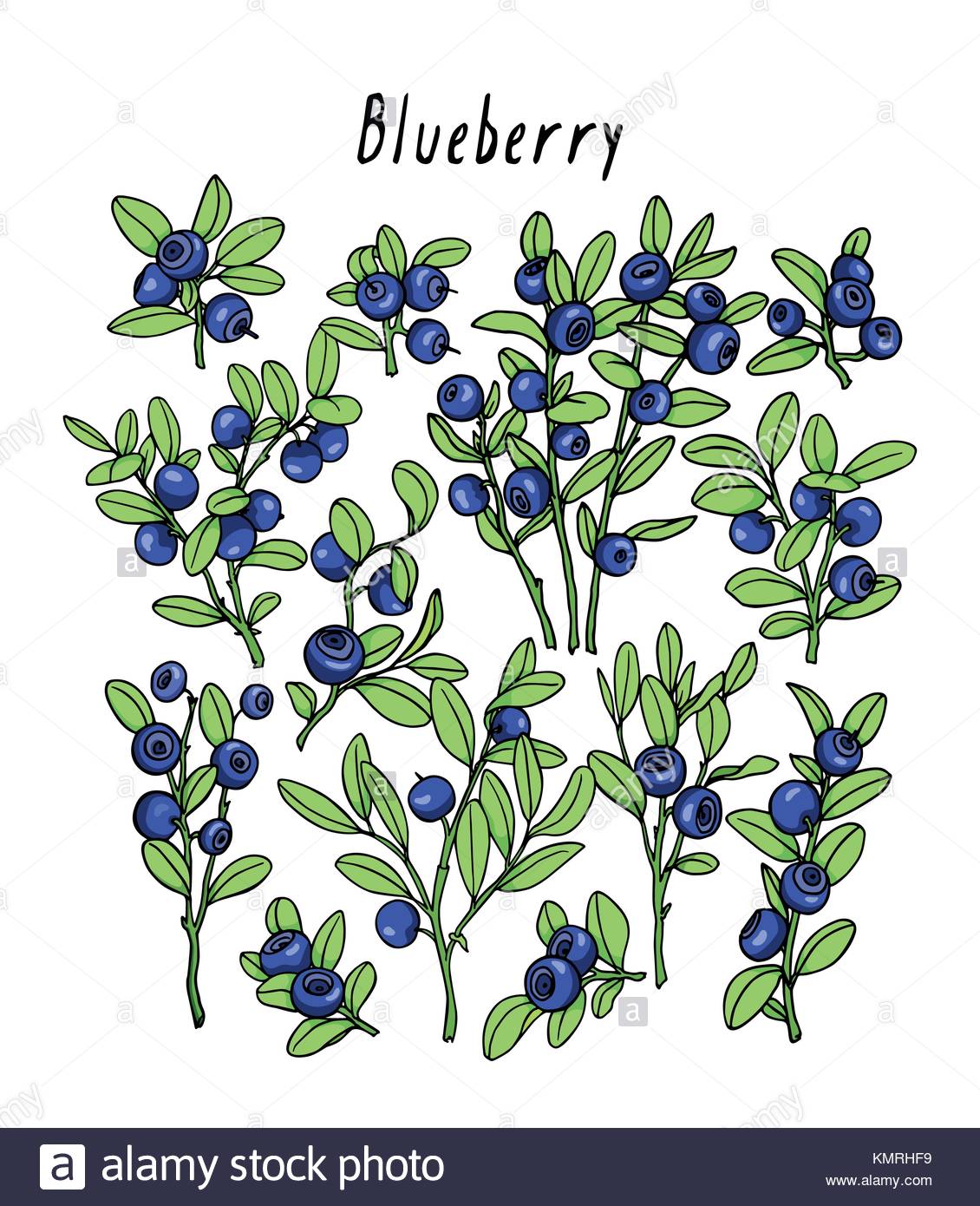 Botanical Drawing Blueberry Stock Photos And Botanical Drawing Blueberry