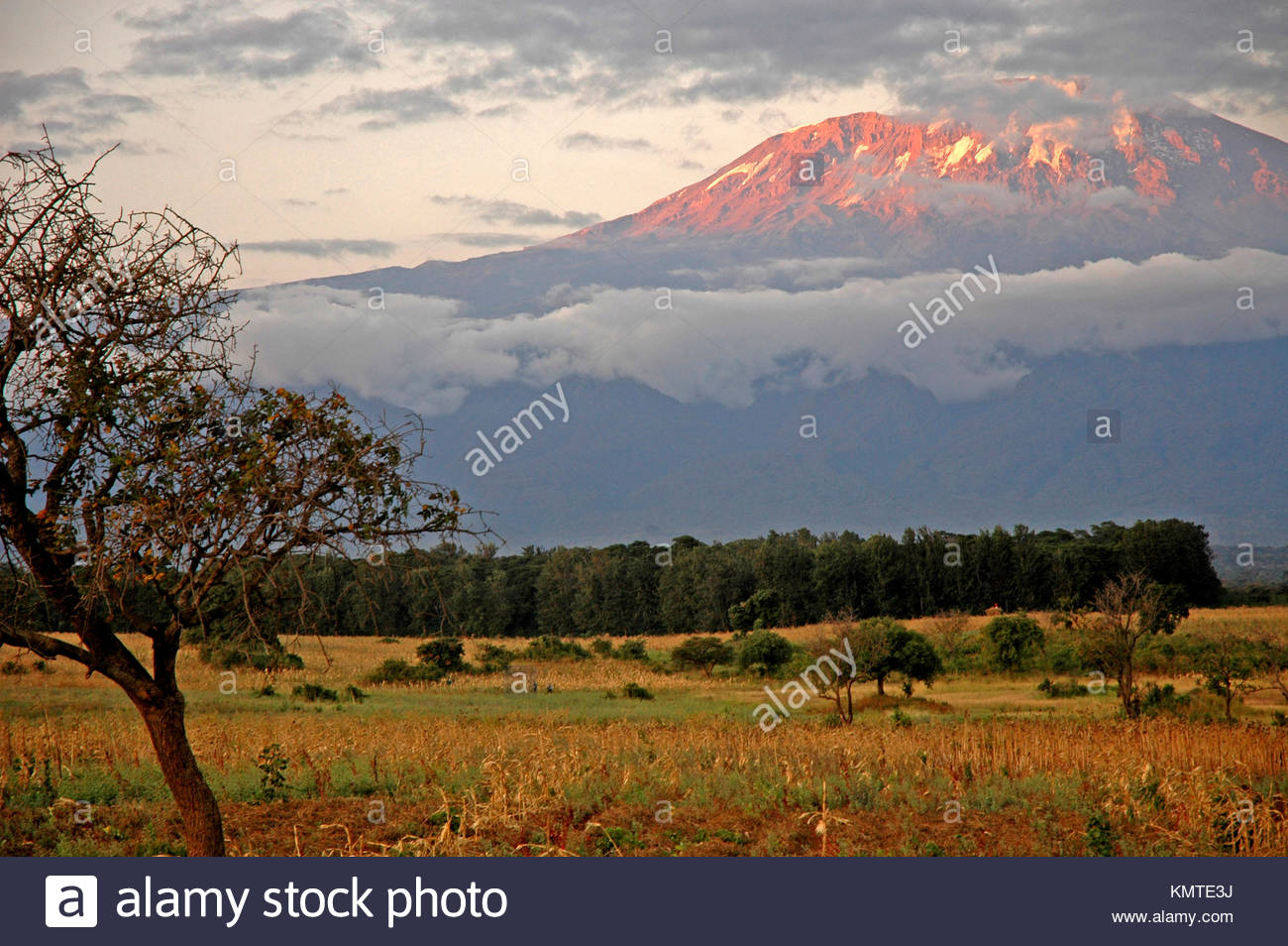 Mount Kilimanjaro And Trees Stock Photos & Mount Kilimanjaro And Trees