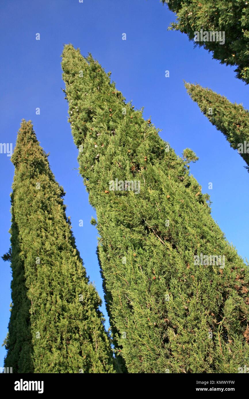 Cypress Cupressus Sempervirens Stock Photo Alamy