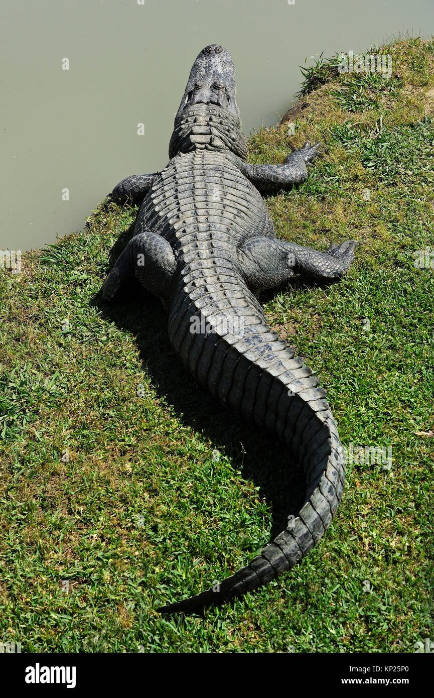 Gator Park Stock Photos &amp; Gator Park Stock Images - Alamy
