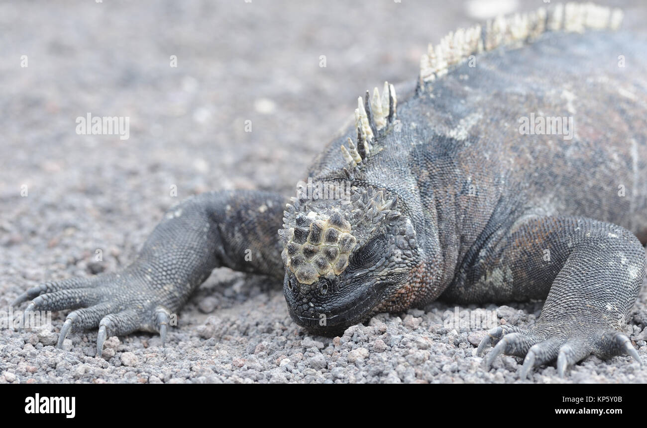 Portrait of a marine iguana or Galápagos marine iguana Amblyrhynchus