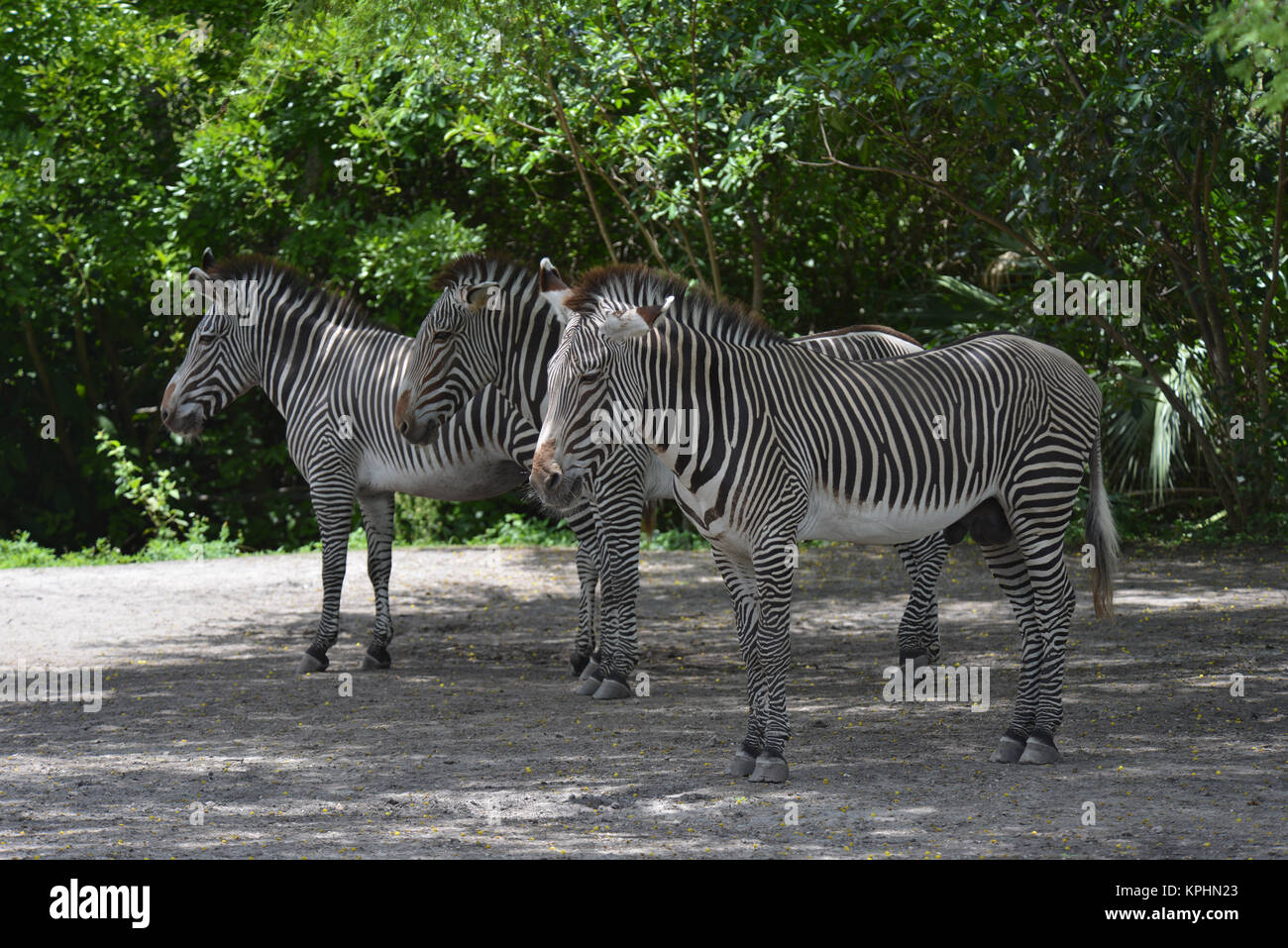 Grévy s zebra Equus grevyi also known as the imperial zebra Miami