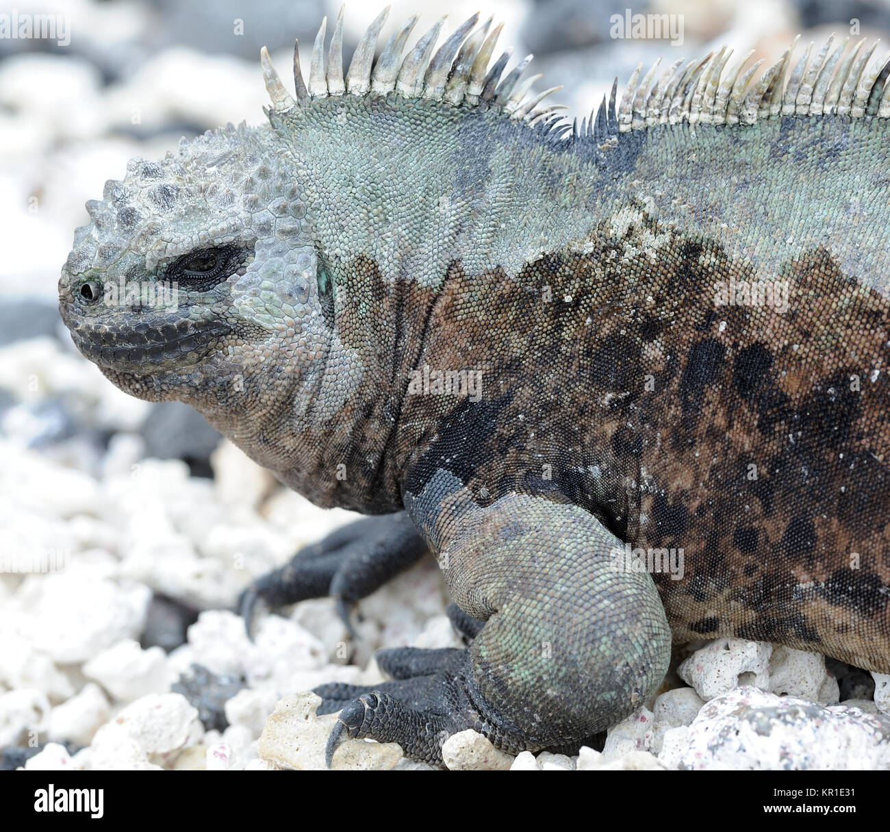 Portrait Of A Marine Iguana Or Gal Pagos Marine Iguana Amblyrhynchus