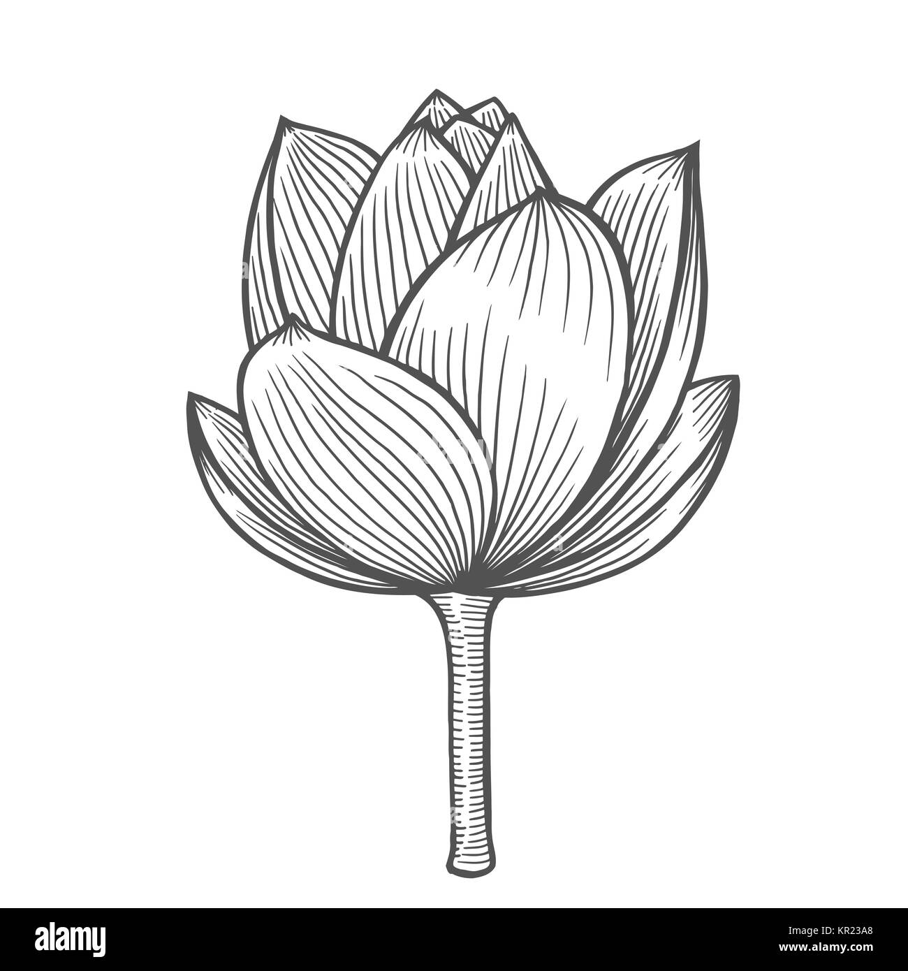Lotus Flower Illustration Line Pattern Vector Artwork Coloring Book Page For Adult Love Bohemia Concept Wedding Invitation Card Ticket Brand