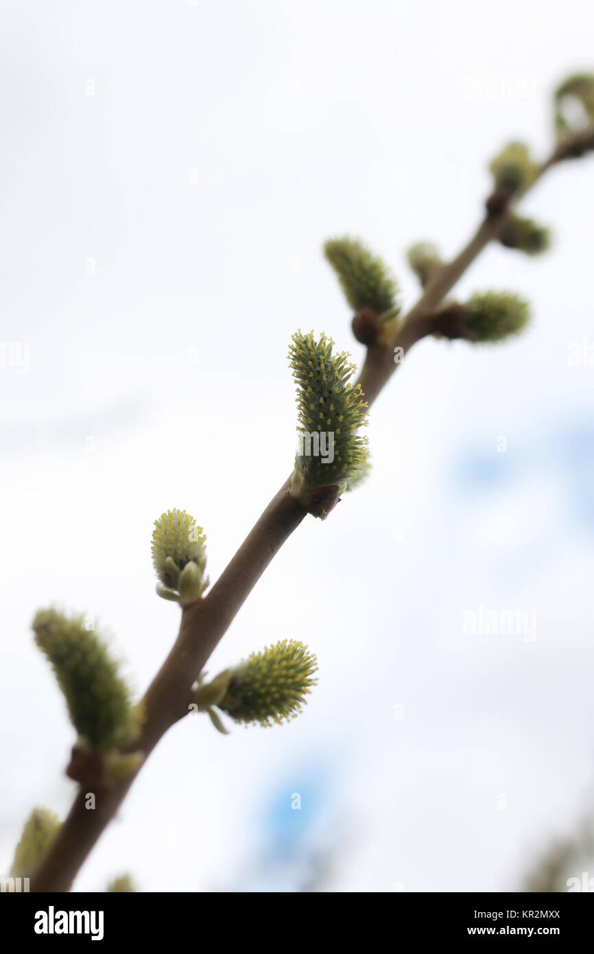 Pussy Willow Tree Stock Photo Alamy
