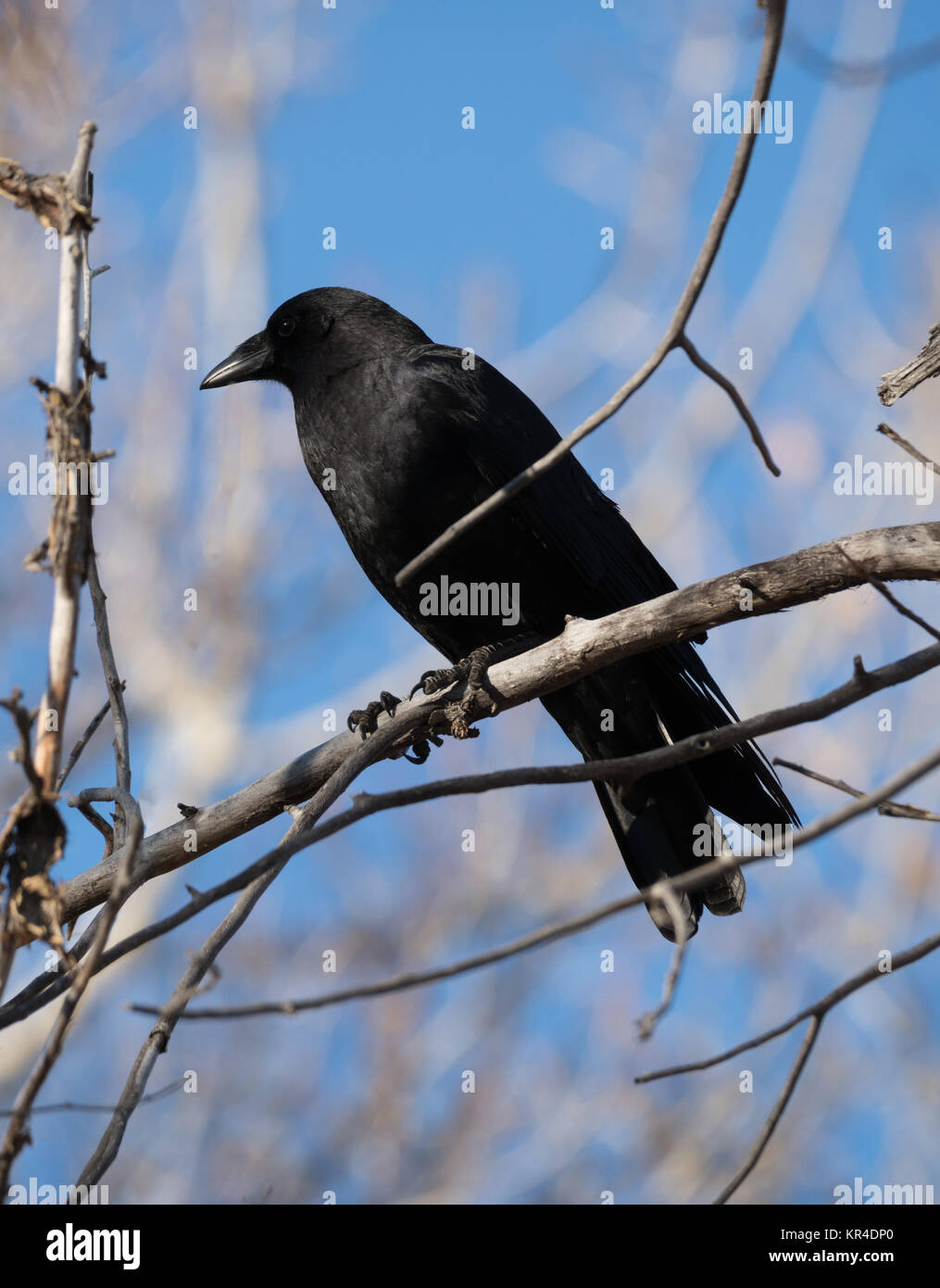 Three black crows sat on a tree