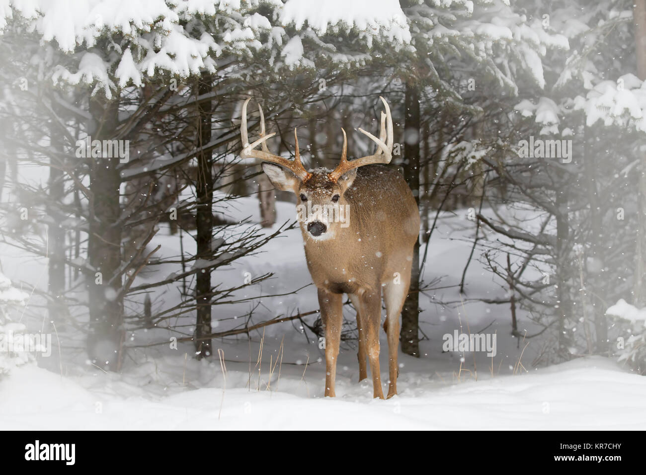 Coming Out of Winter