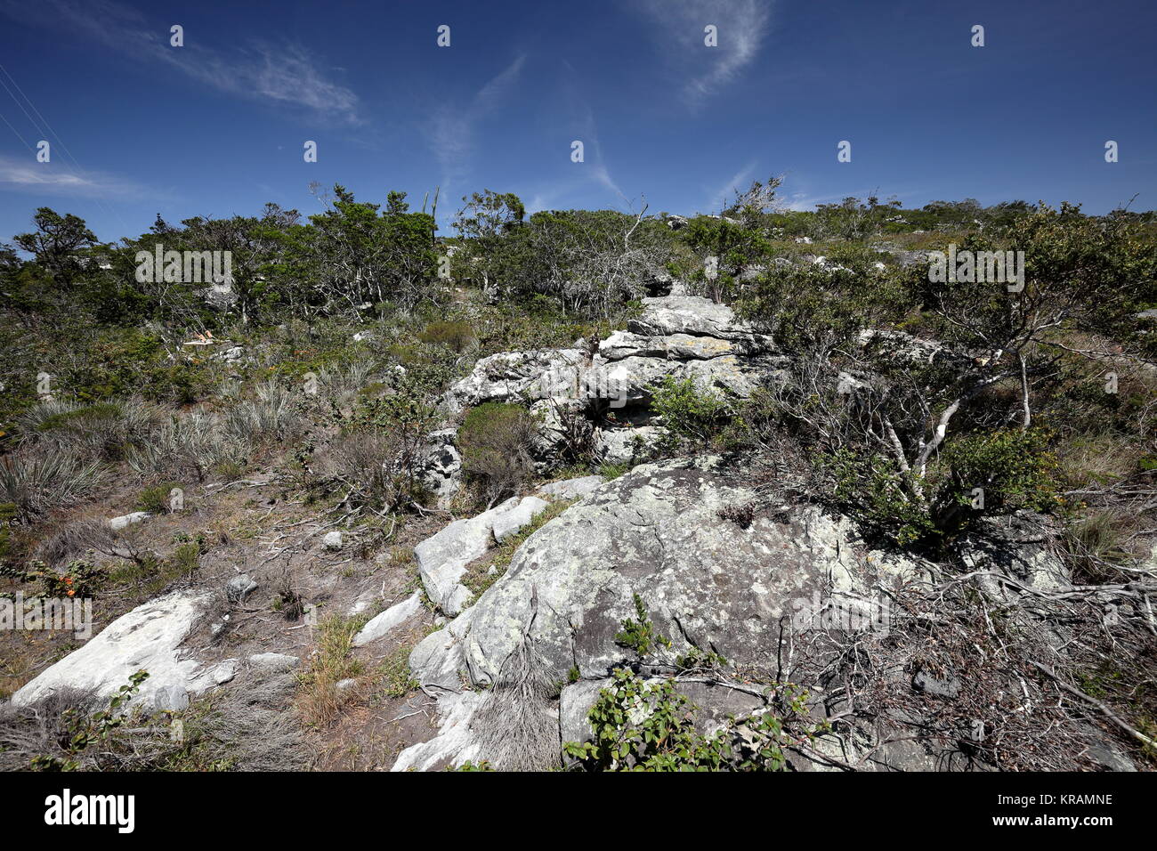 The Caatinga Landscape In Northeast Brazil Stock Photo Alamy