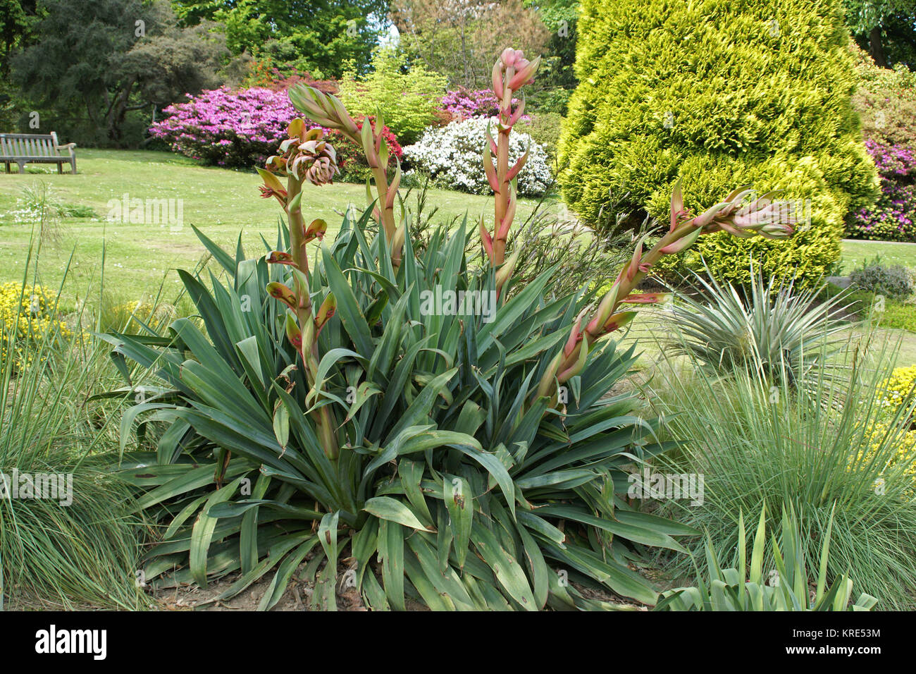 Beschorneria yuccoides Stock Photo, Royalty Free Image 169341752 Alamy