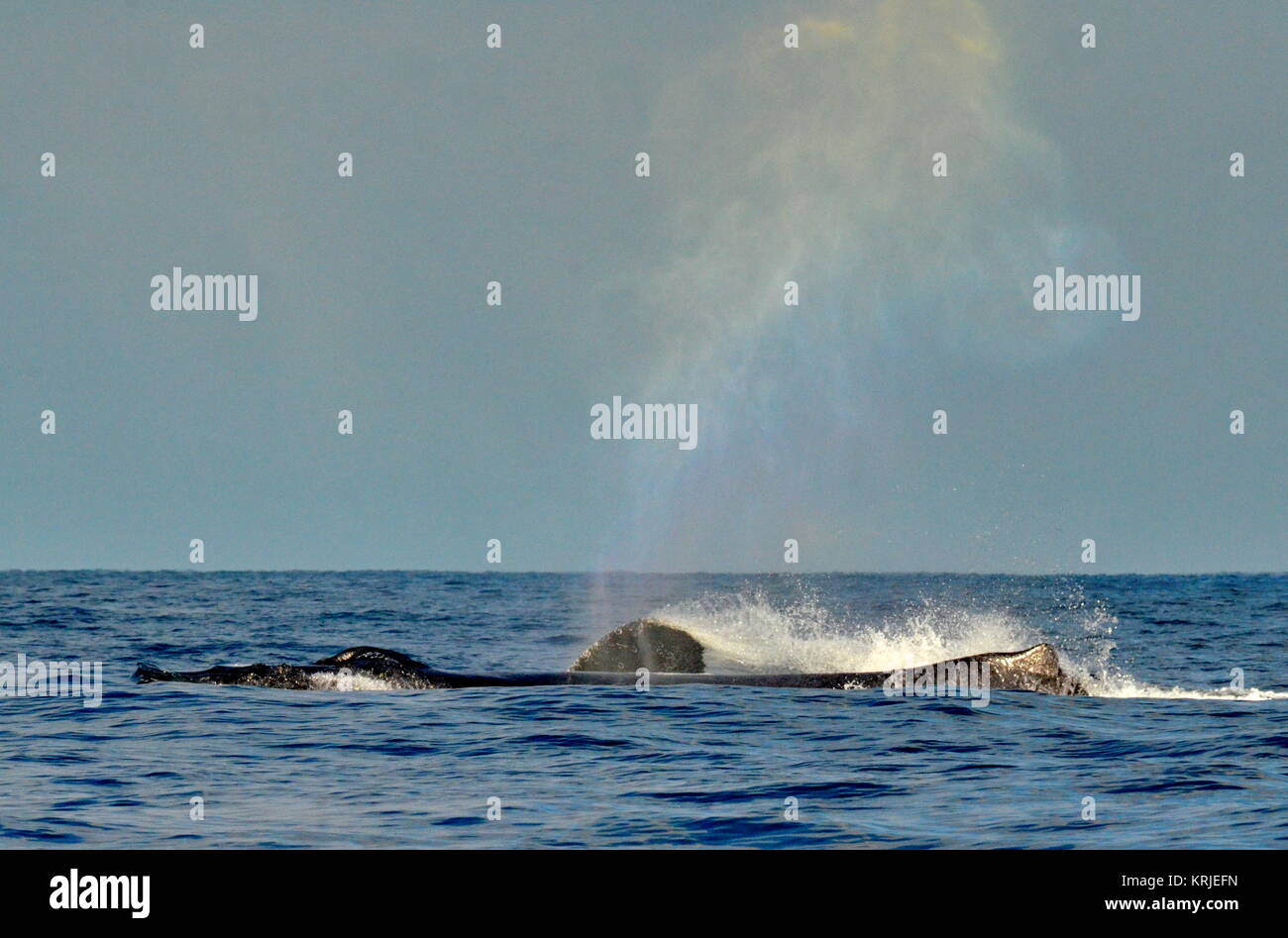 Humpback Whales Swimming On The Surface Of The Pacific Ocean Stock