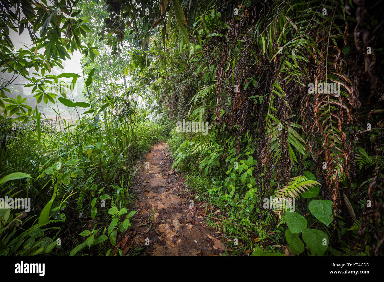 Path In The Jungle Sinharaja Rainforest In Sri Lanka Stock Photo Alamy