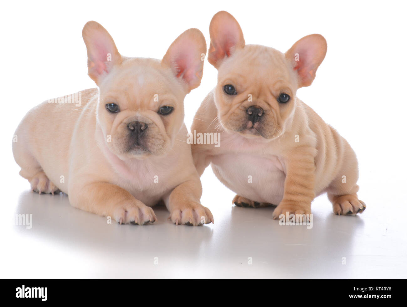 Two French Bulldog Puppies On White Background Stock Photo
