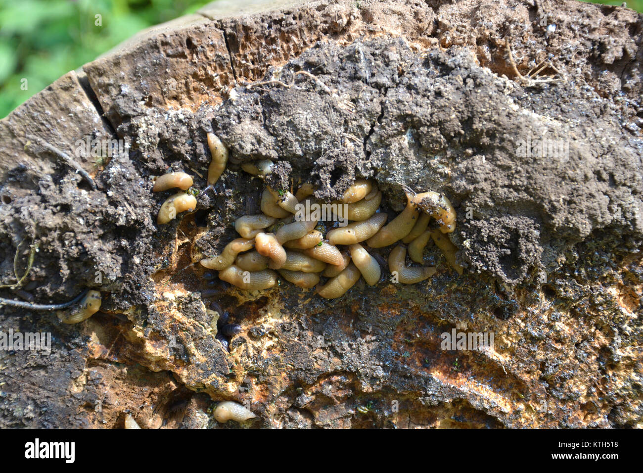 Land Slugs Stock Photos & Land Slugs Stock Images Alamy