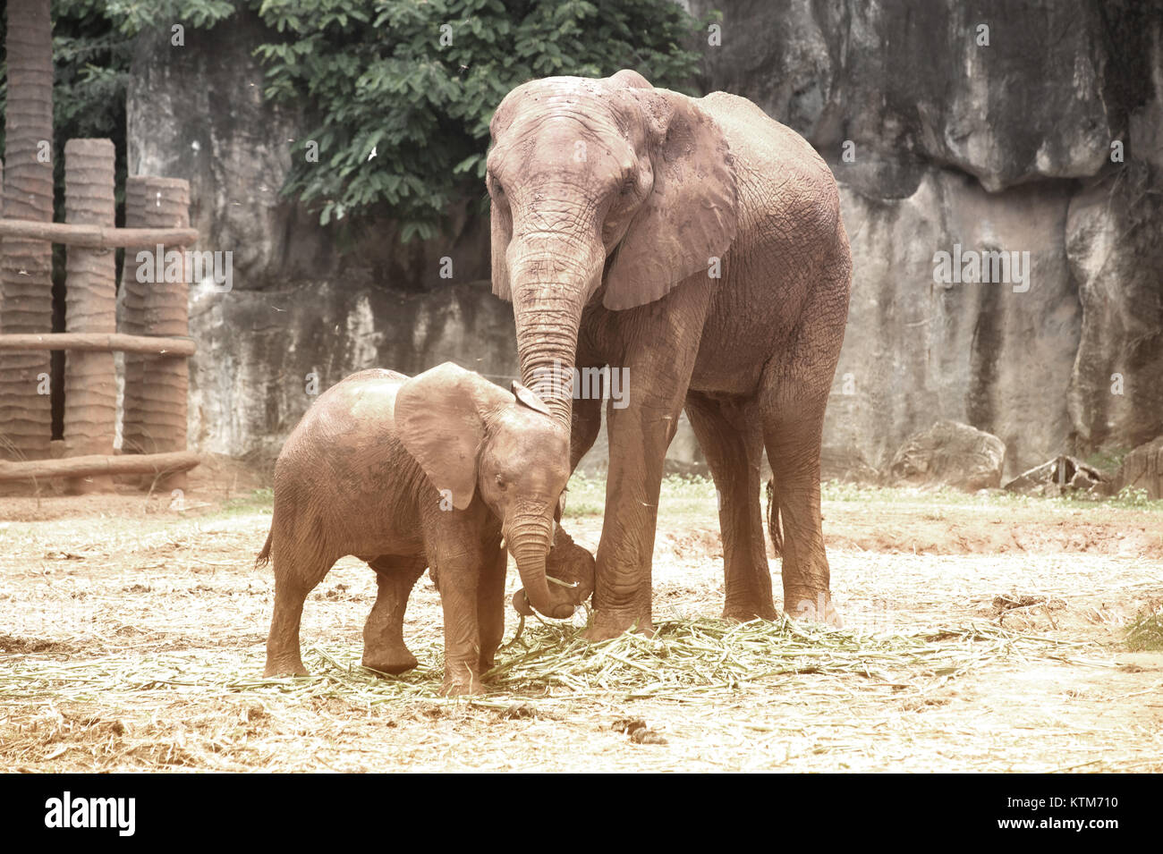 Are Elephants Mammals >> Elephants Are Large Mammals Of The Family Elephantidae And The Order Are Elephants Mammals >> Elephants Are Large Mammals Of The Family Elephantidae And The Order