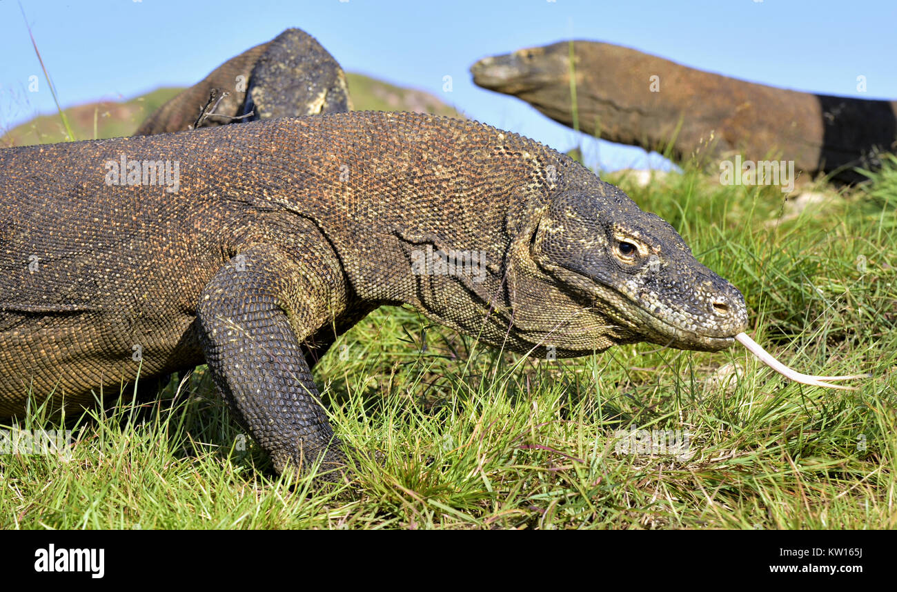 Komodo Dragon Varanus Komodoensis With The Forked Tongue Sniff Air