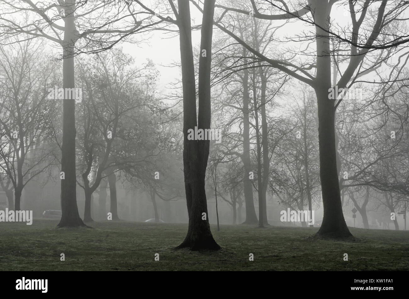 bare-deciduous-trees-on-a-foggy-day-hadd